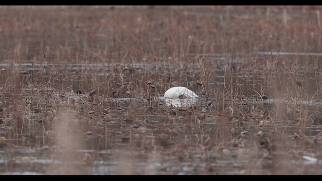 Tundra Swan (Whistling) - ML512178041
