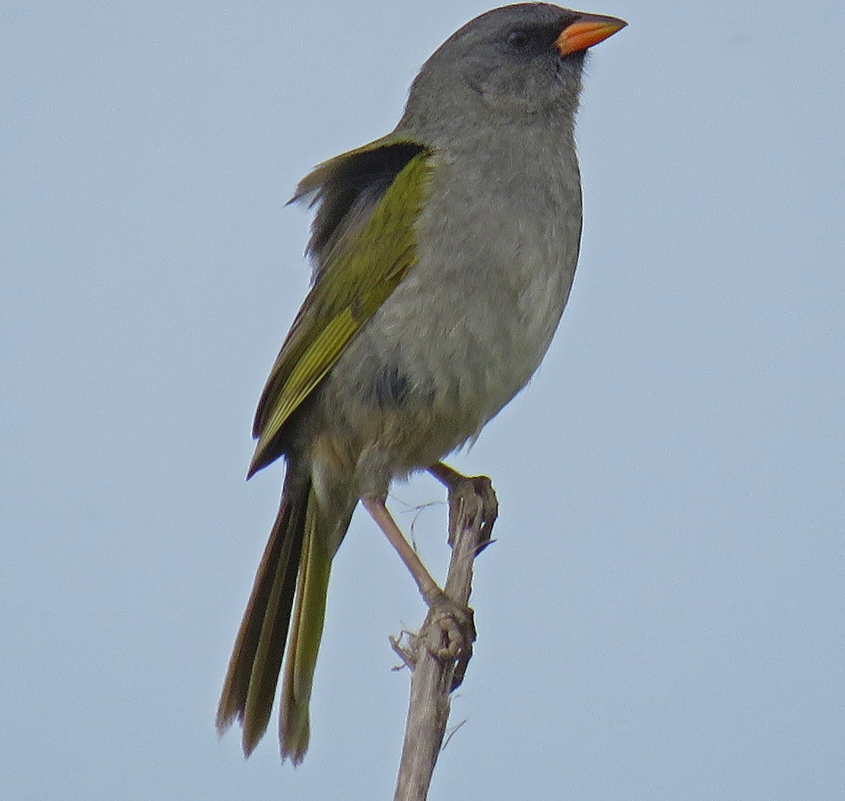 Great Pampa-Finch - Mark Amershek