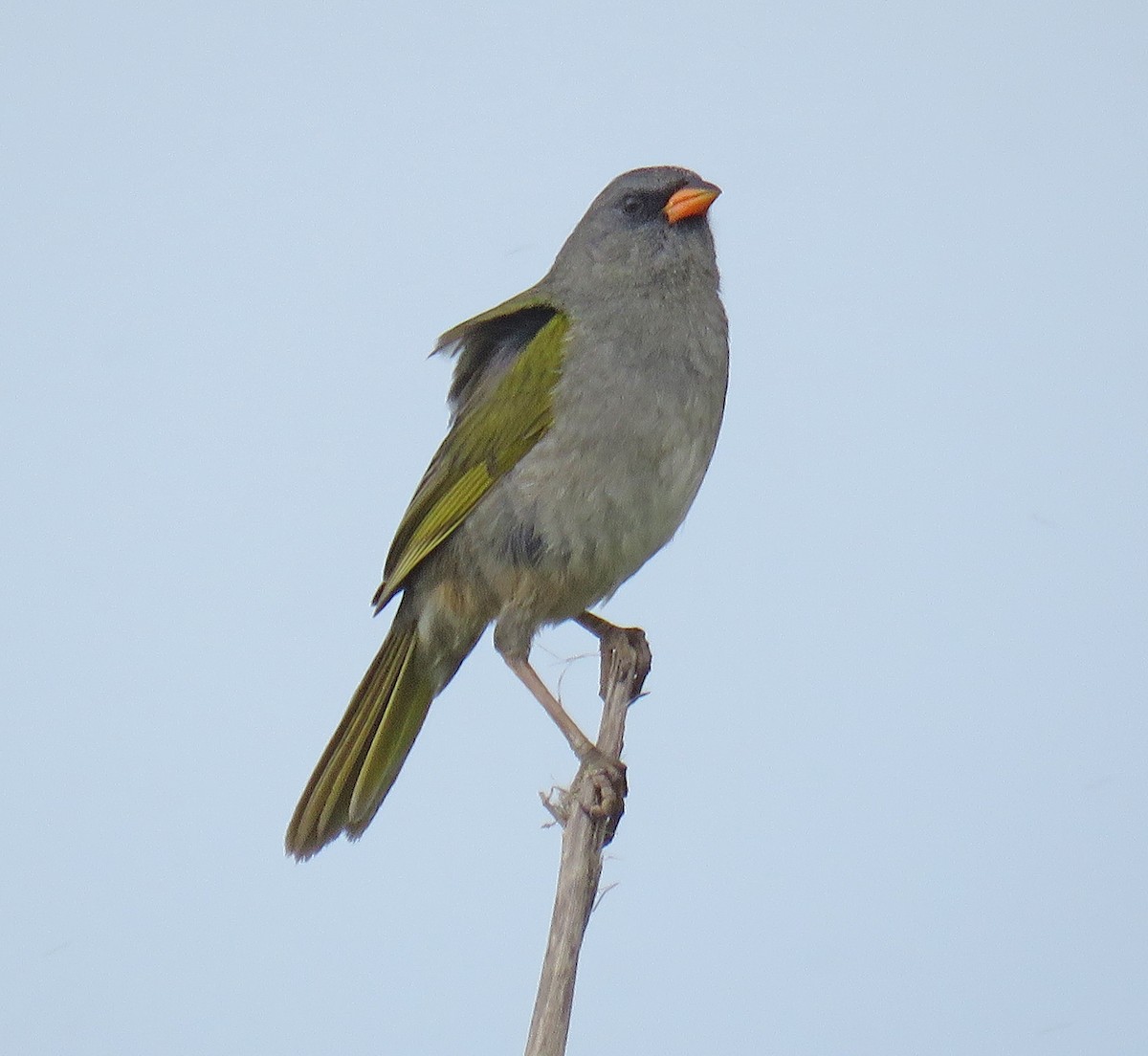 Great Pampa-Finch - ML512180161