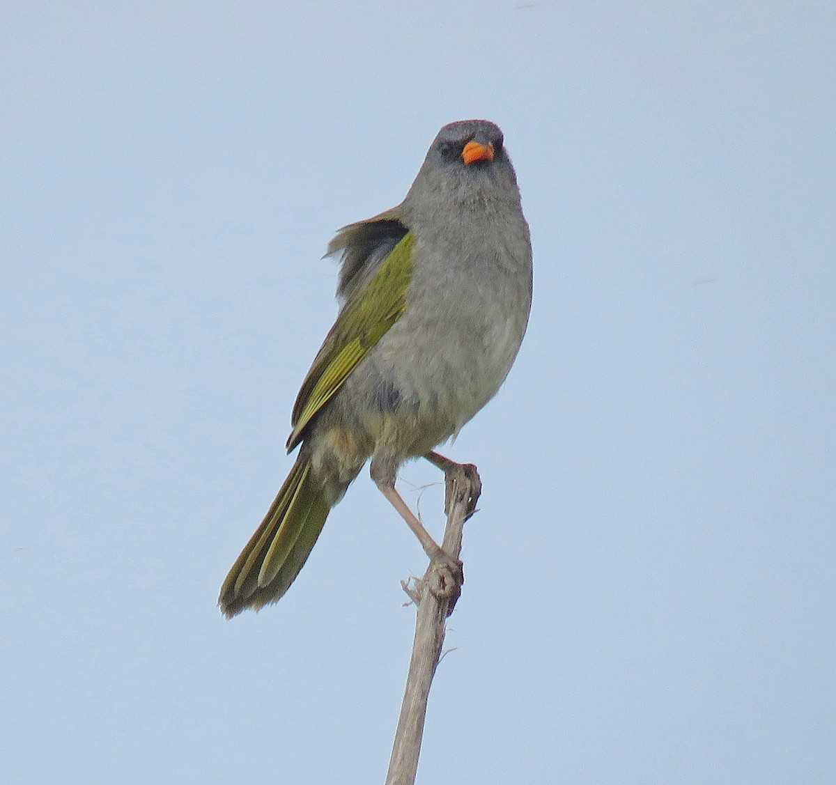 Great Pampa-Finch - ML512180171