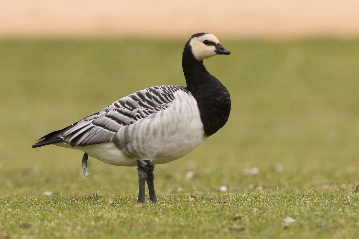 Barnacle Goose - ML512180461
