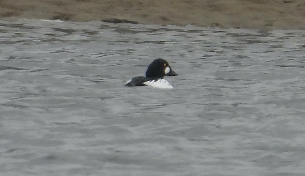 Common Goldeneye - ML512180661