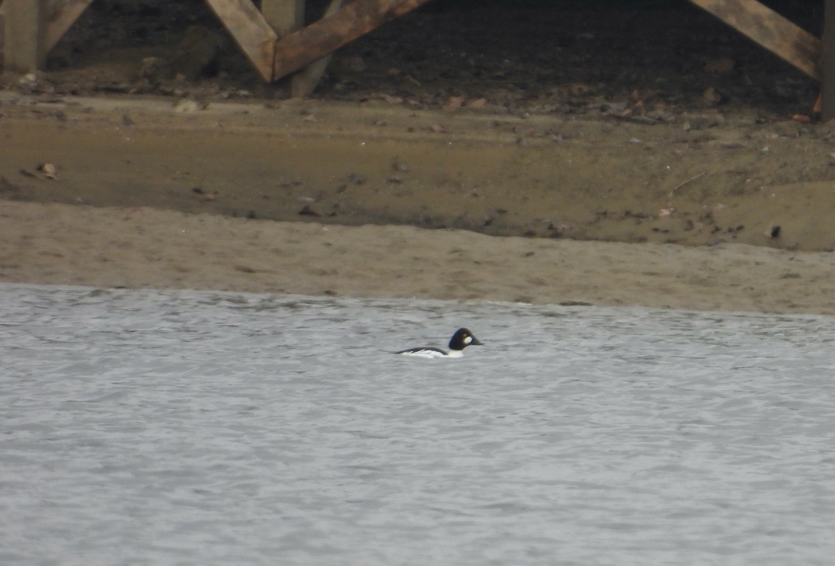 Common Goldeneye - Jennifer  Kuehn