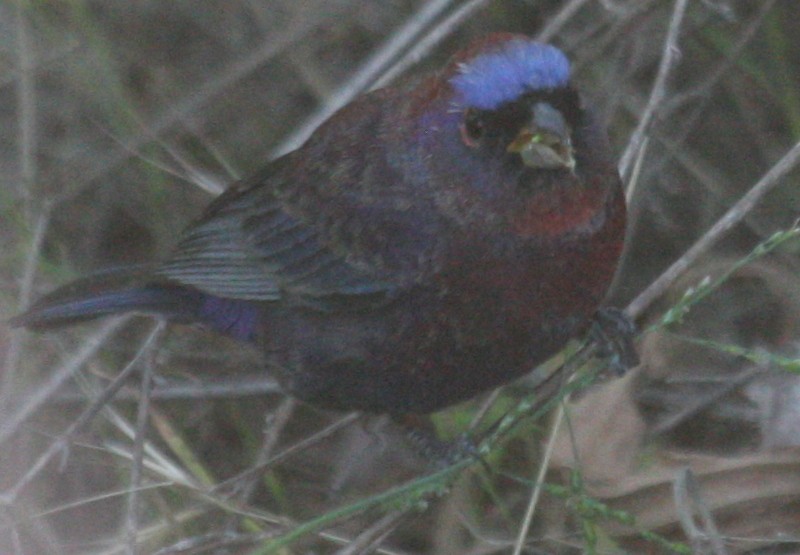 Varied Bunting - ML51218131