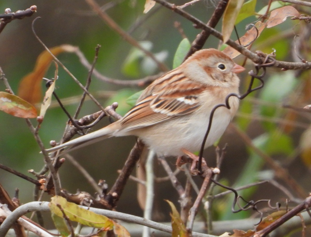 Field Sparrow - Mike Cianciosi