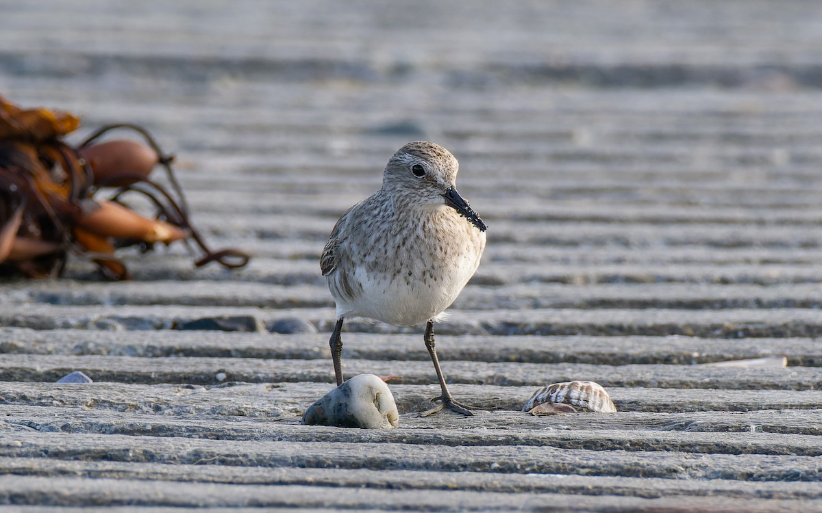 White-rumped Sandpiper - ML512182891