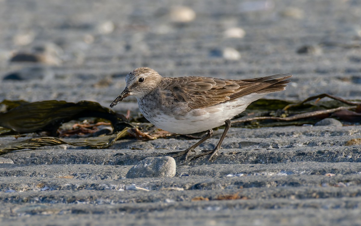 White-rumped Sandpiper - ML512182981