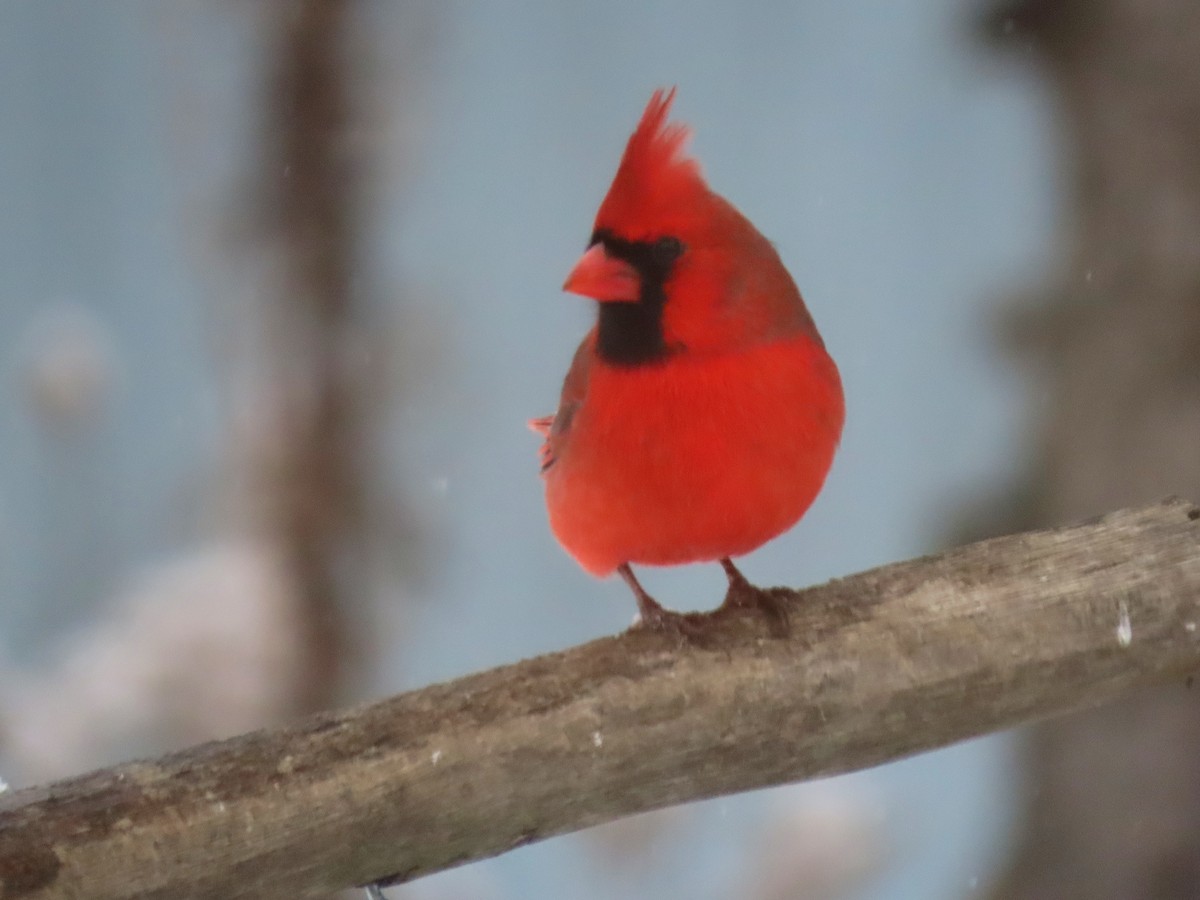 Northern Cardinal (Common) - ML512183331