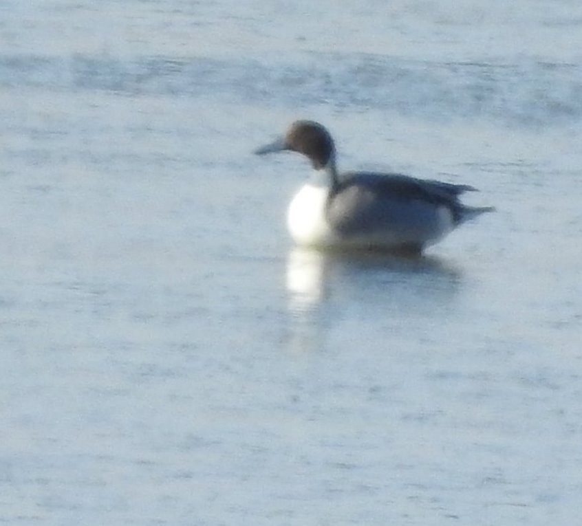 Northern Pintail - ML512184531