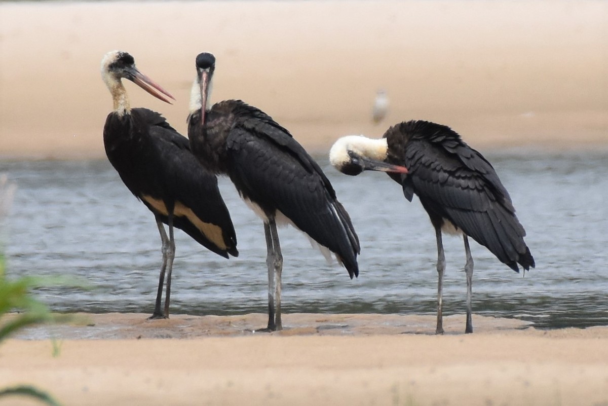 African Woolly-necked Stork - ML51218541
