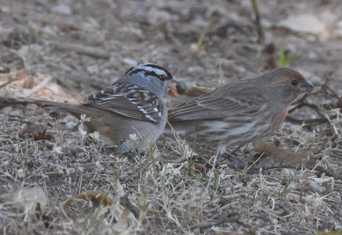 White-crowned Sparrow - ML512185621