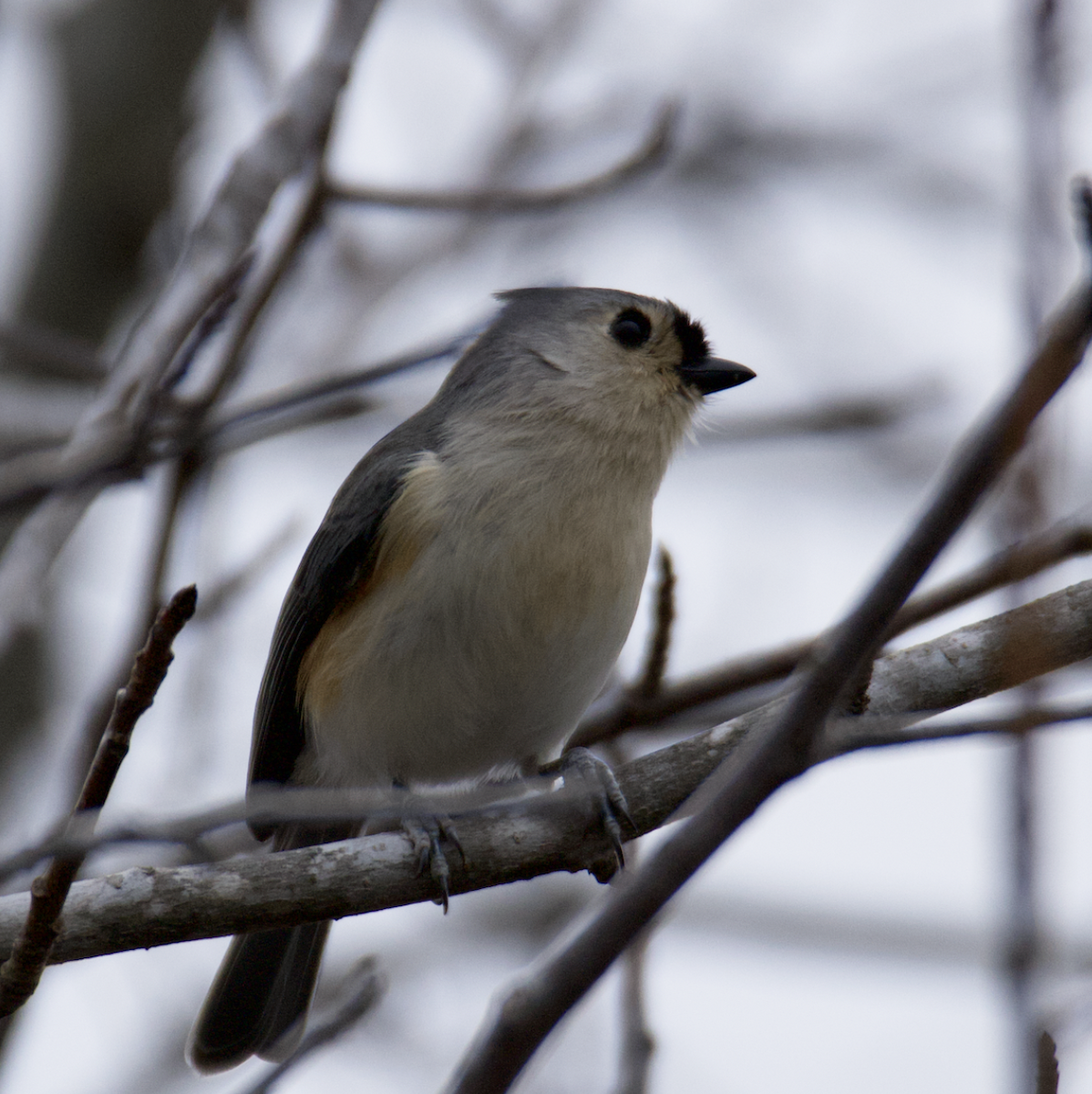 Tufted Titmouse - ML512187121