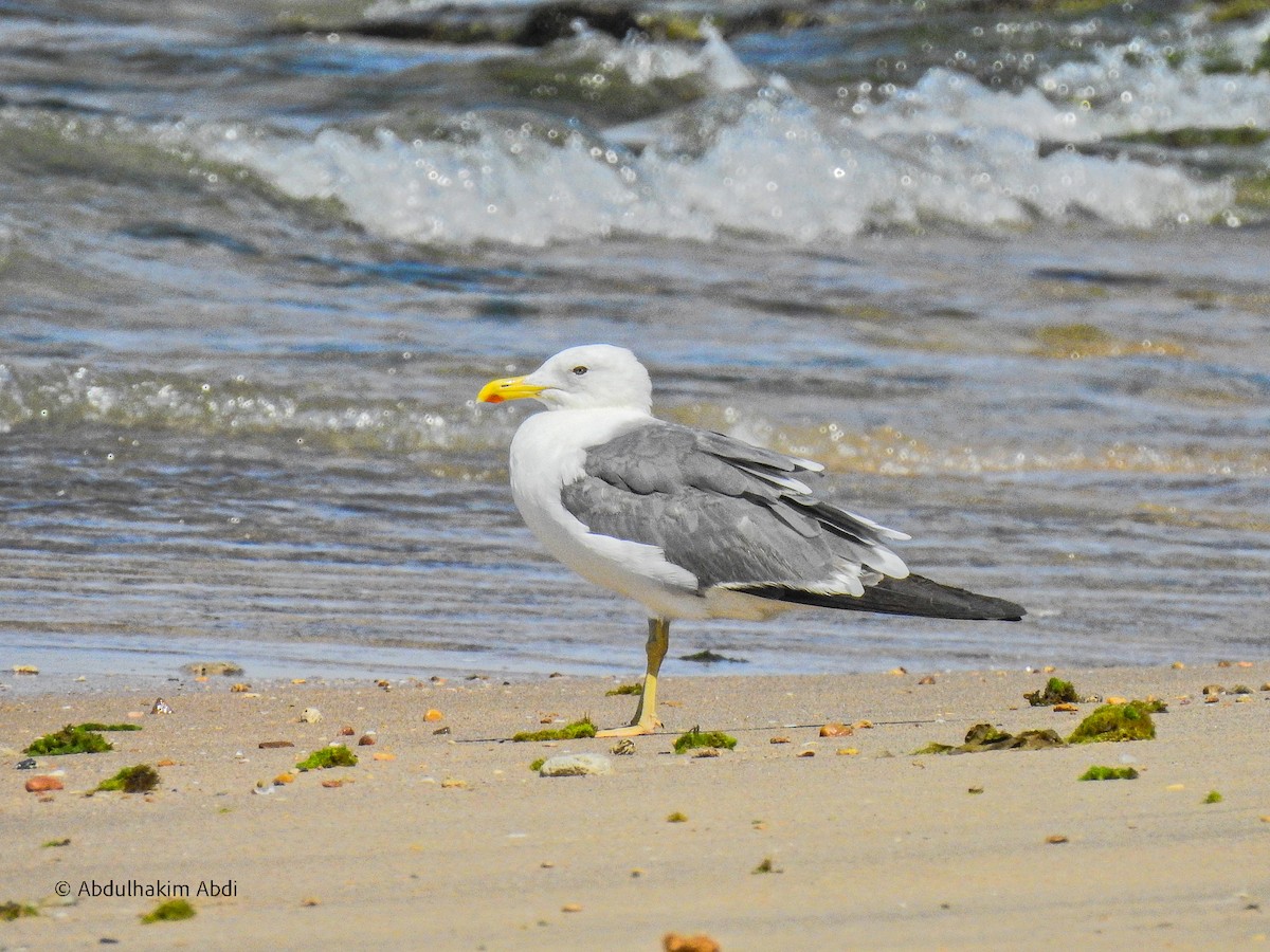 racek žlutonohý (ssp. heuglini) - ML512187921