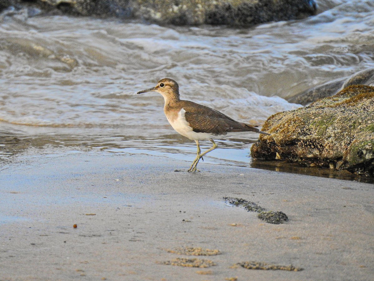 Common Sandpiper - ML512188121
