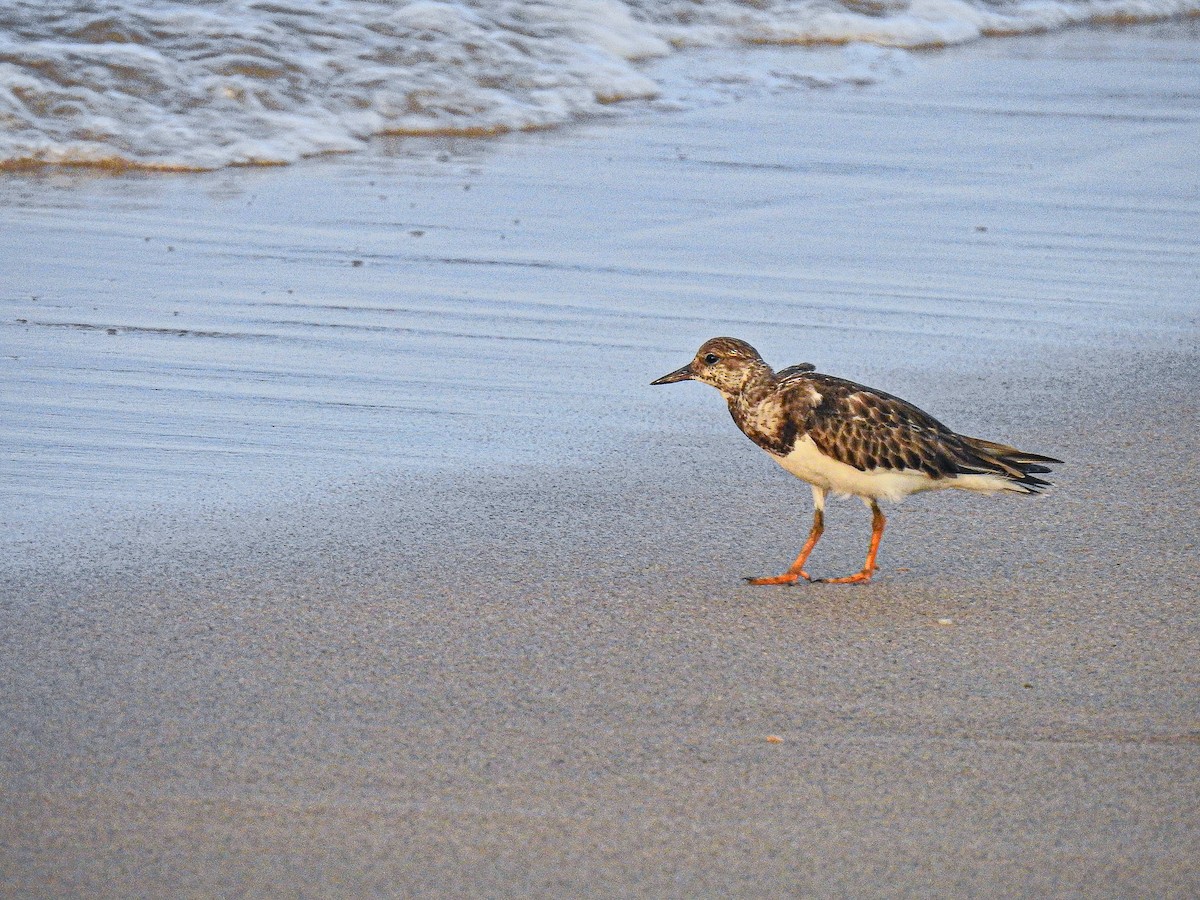 kamenáček pestrý - ML512188171