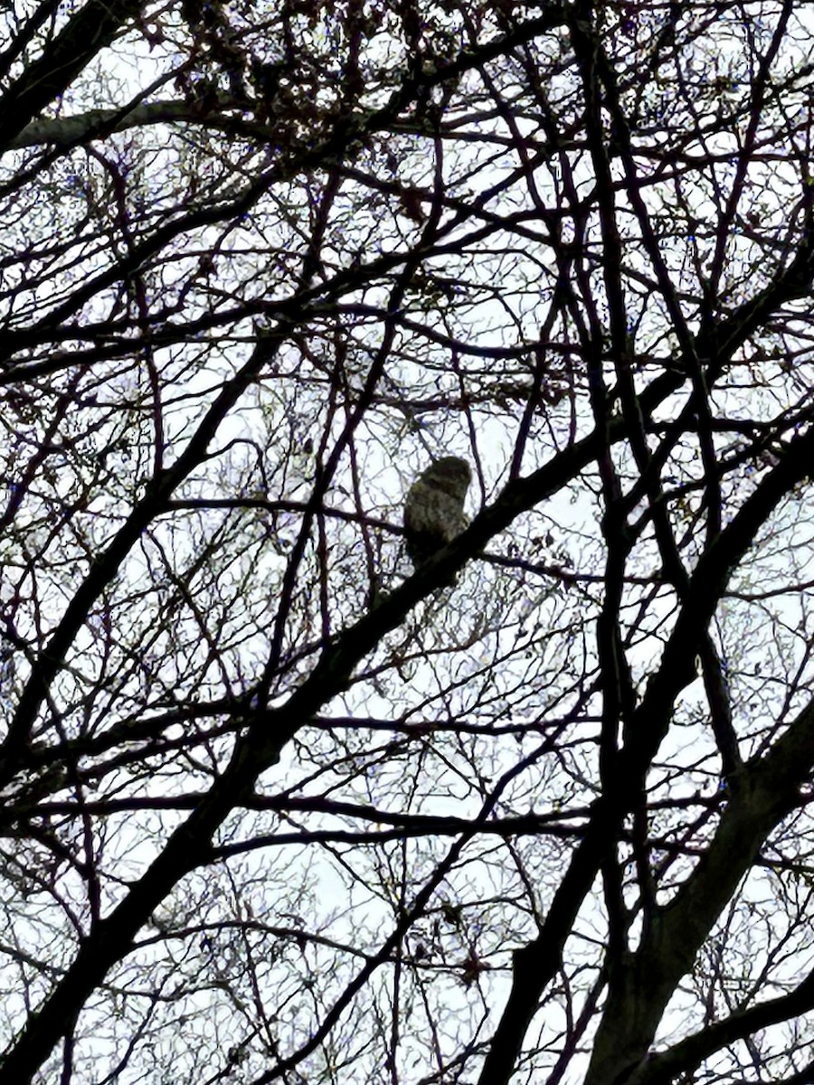 Barred Owl - ML512188581