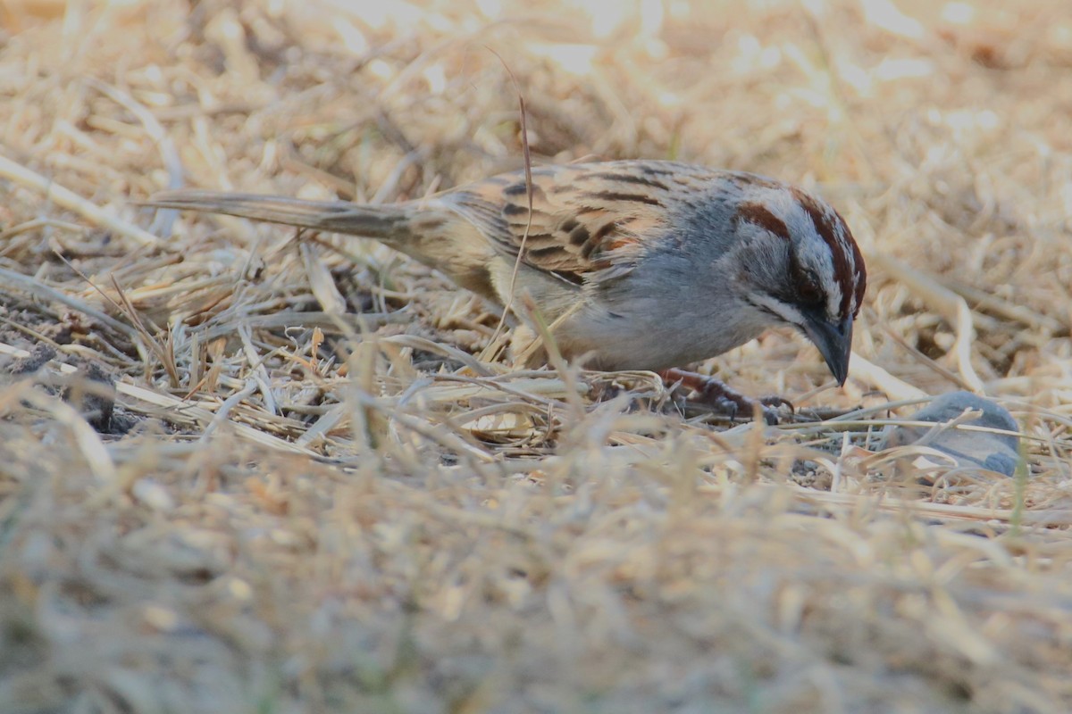 Yungas Sparrow - ML512189091