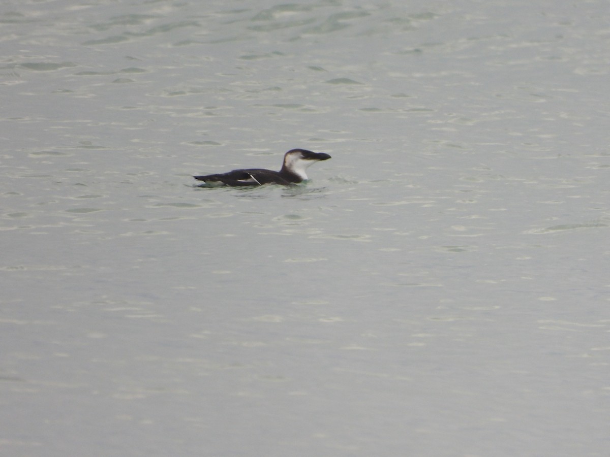 Razorbill - ML512189151