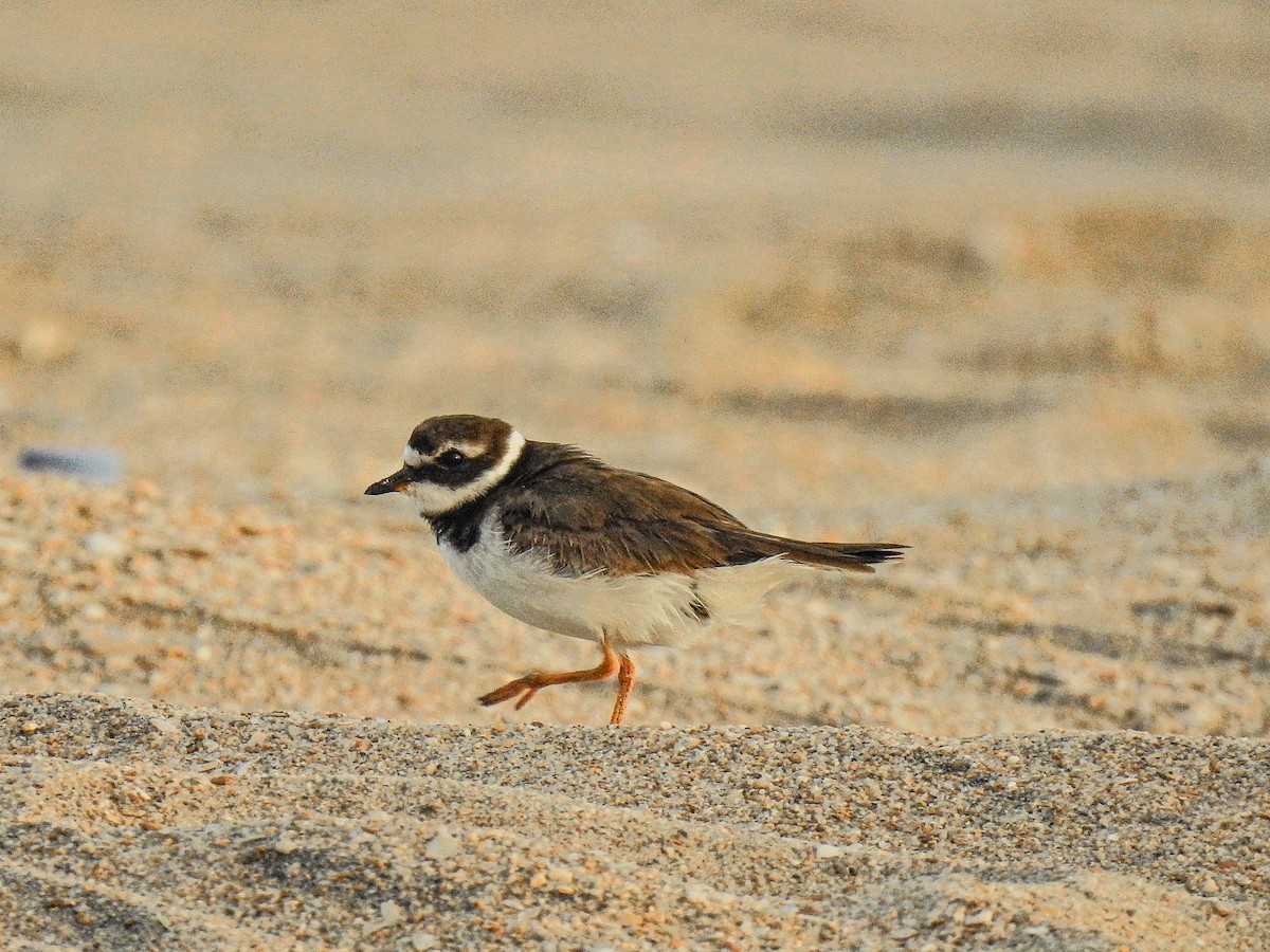 Common Ringed Plover - ML512189441