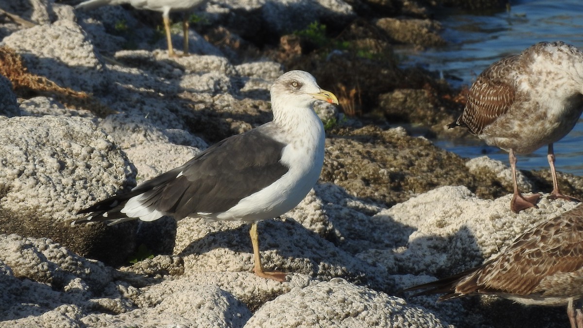 Lesser Black-backed Gull - ML512189961