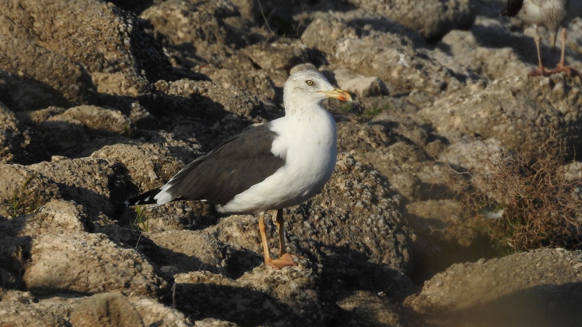 Gaviota Sombría - ML512189971