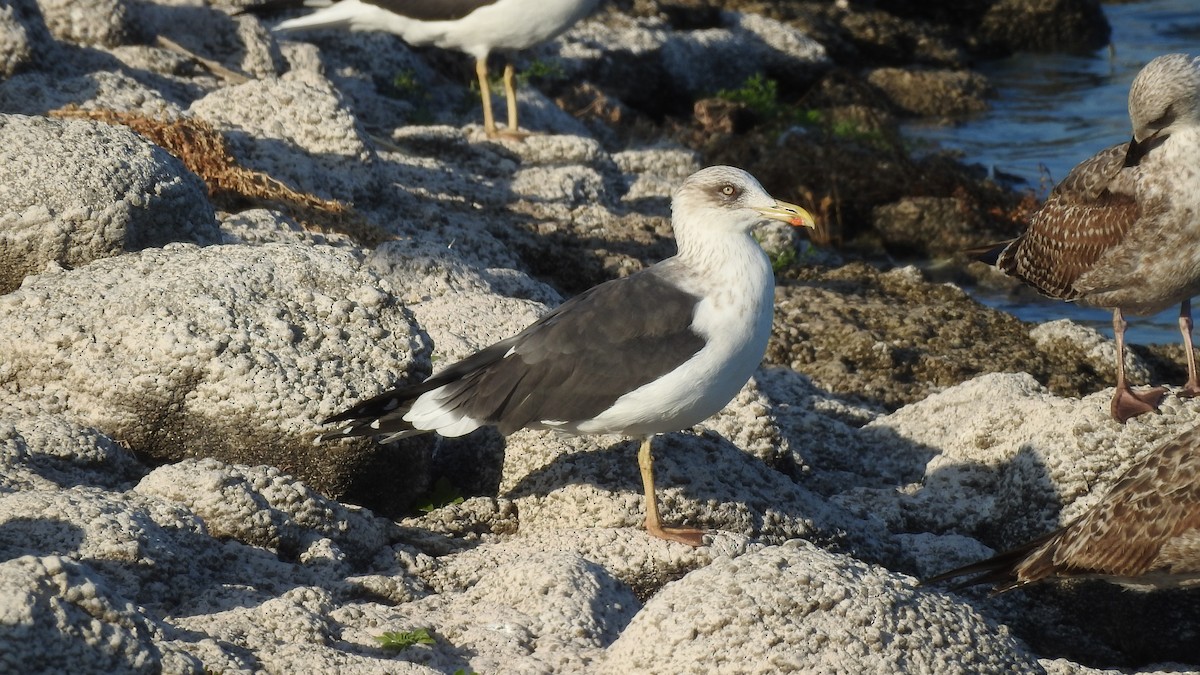 Lesser Black-backed Gull - ML512190011