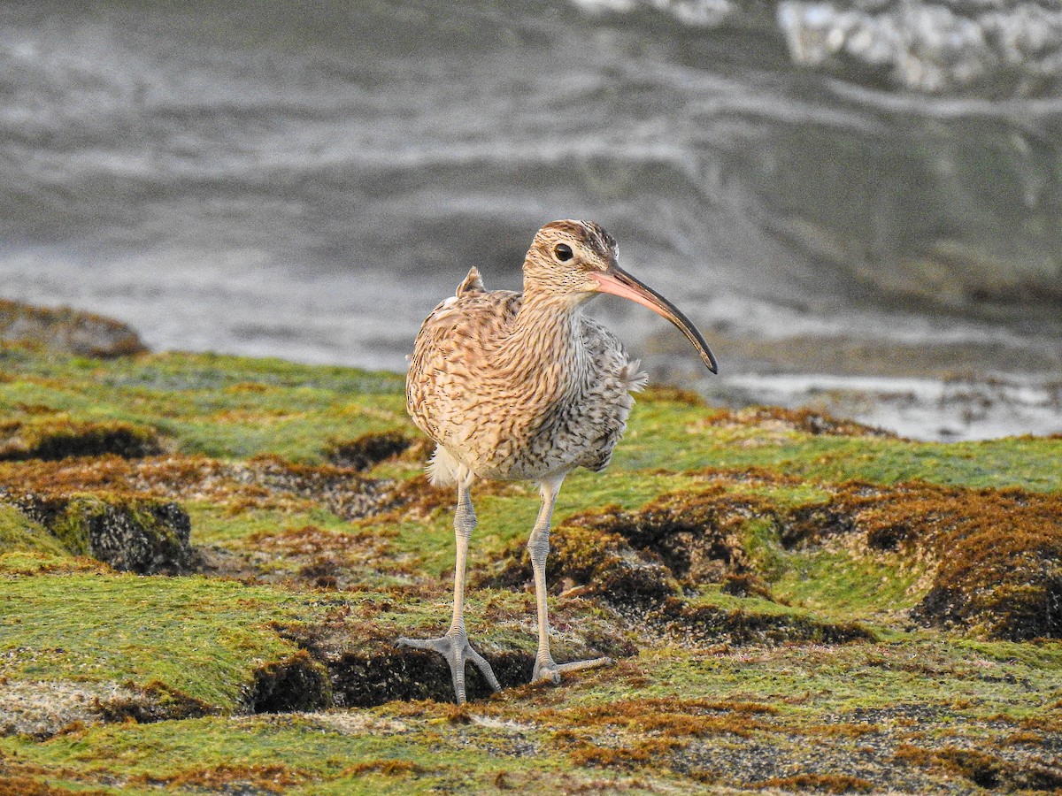 koliha malá - ML512190551