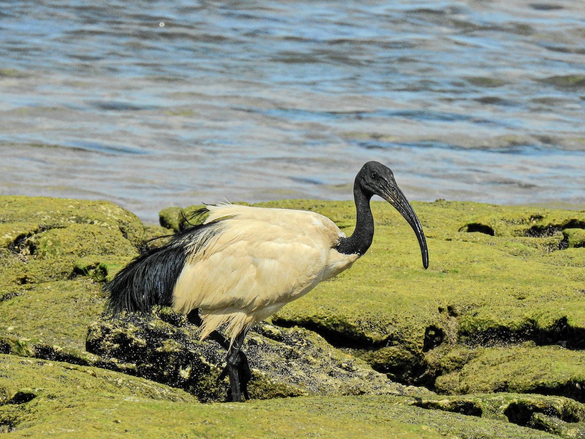 African Sacred Ibis - Abdulhakim Abdi