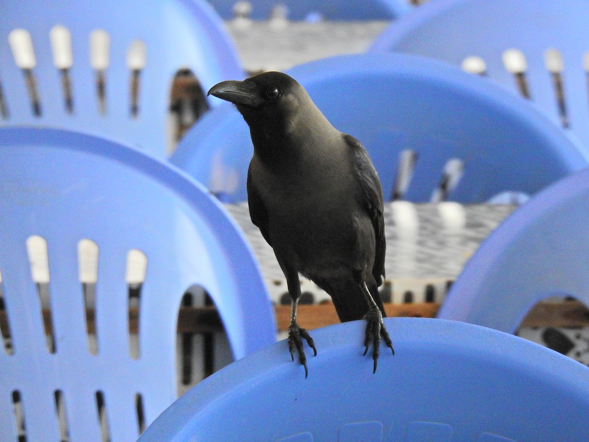 vrána domácí - ML512190981