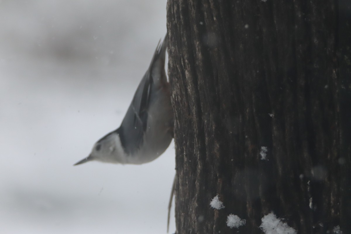 White-breasted Nuthatch - ML512191471