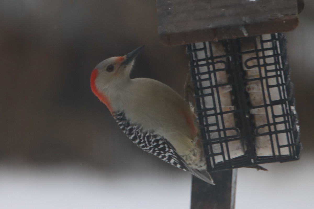 Red-bellied Woodpecker - ML512191791
