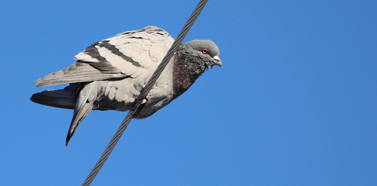 Rock Pigeon (Feral Pigeon) - ML512192171