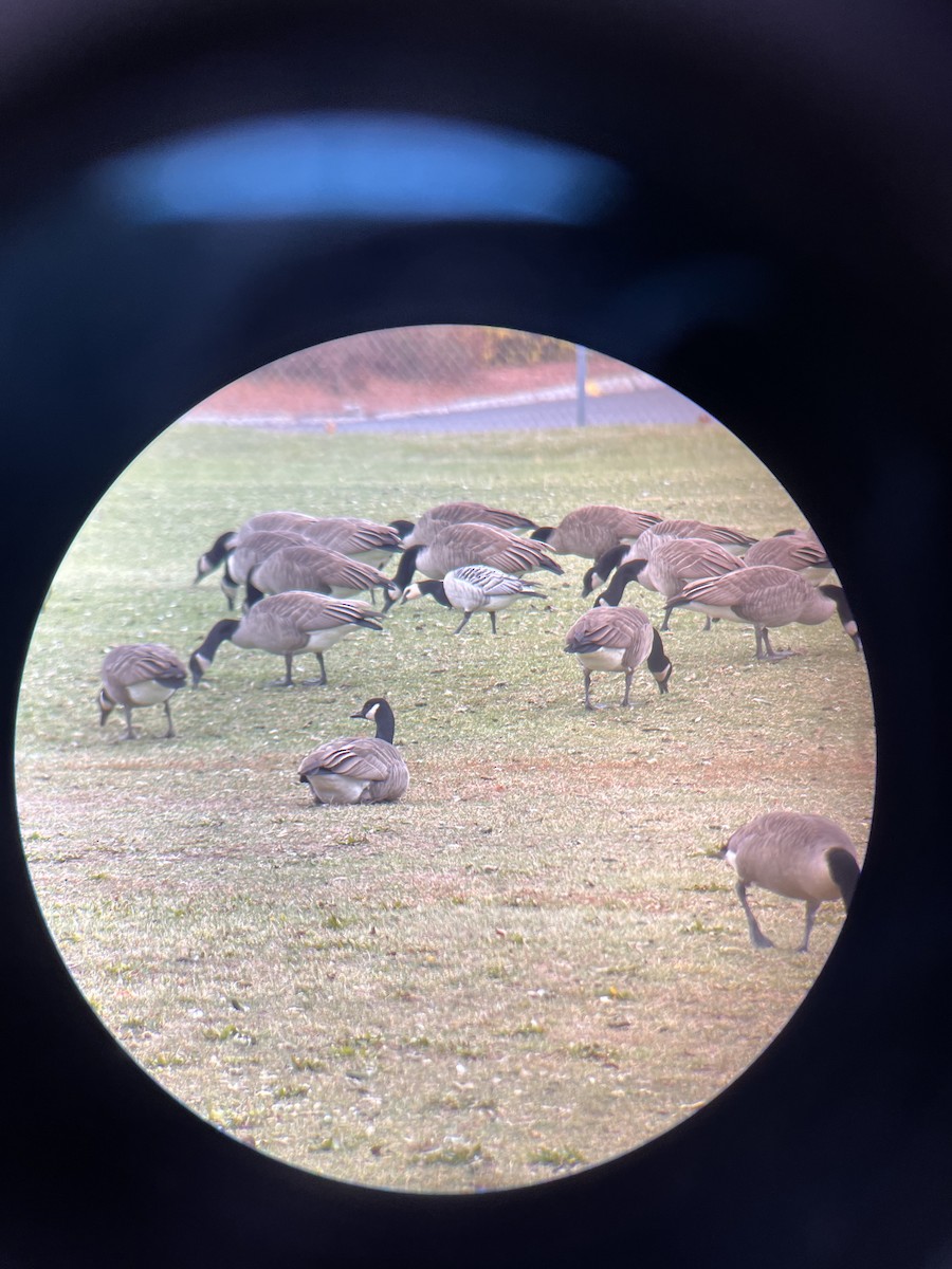 Barnacle Goose - ML512192941