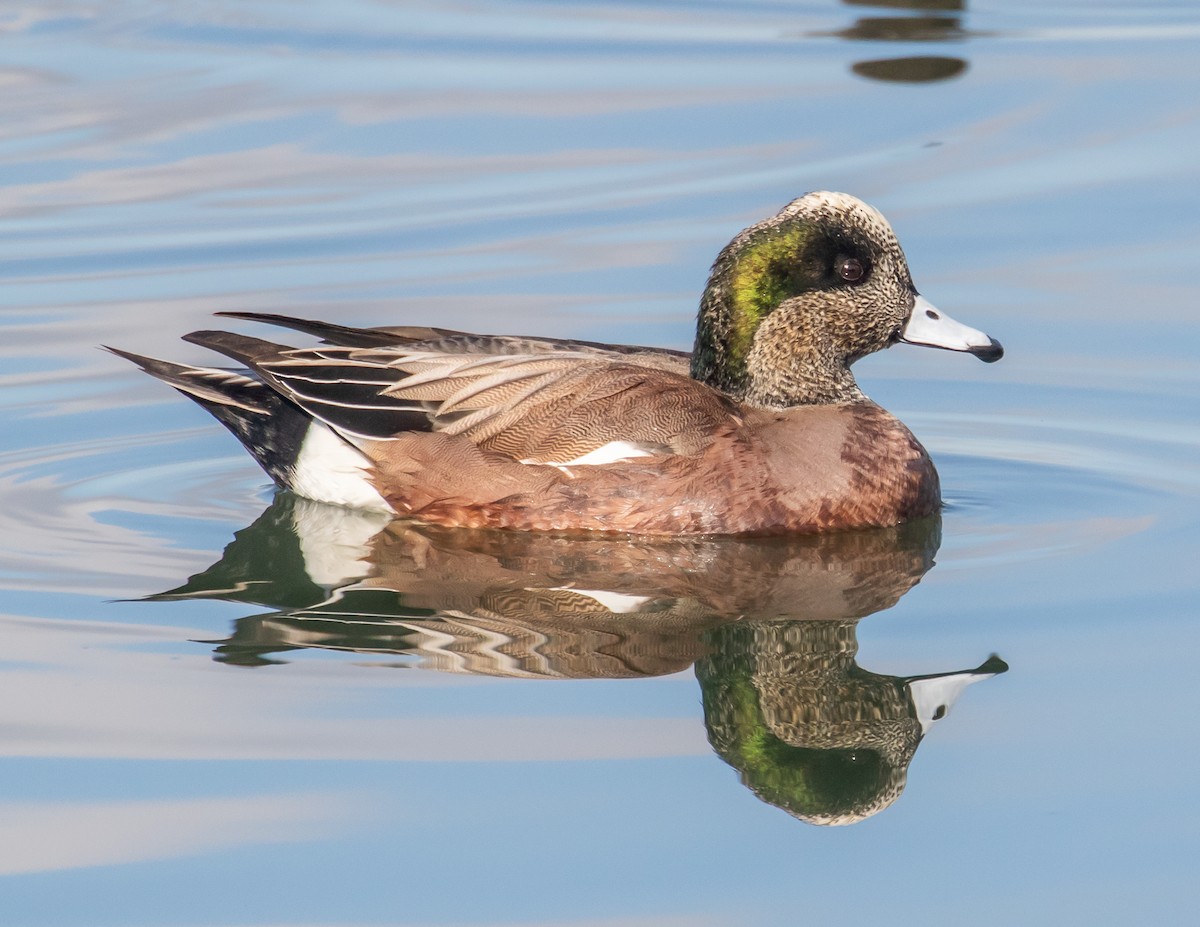 American Wigeon - ML512194371