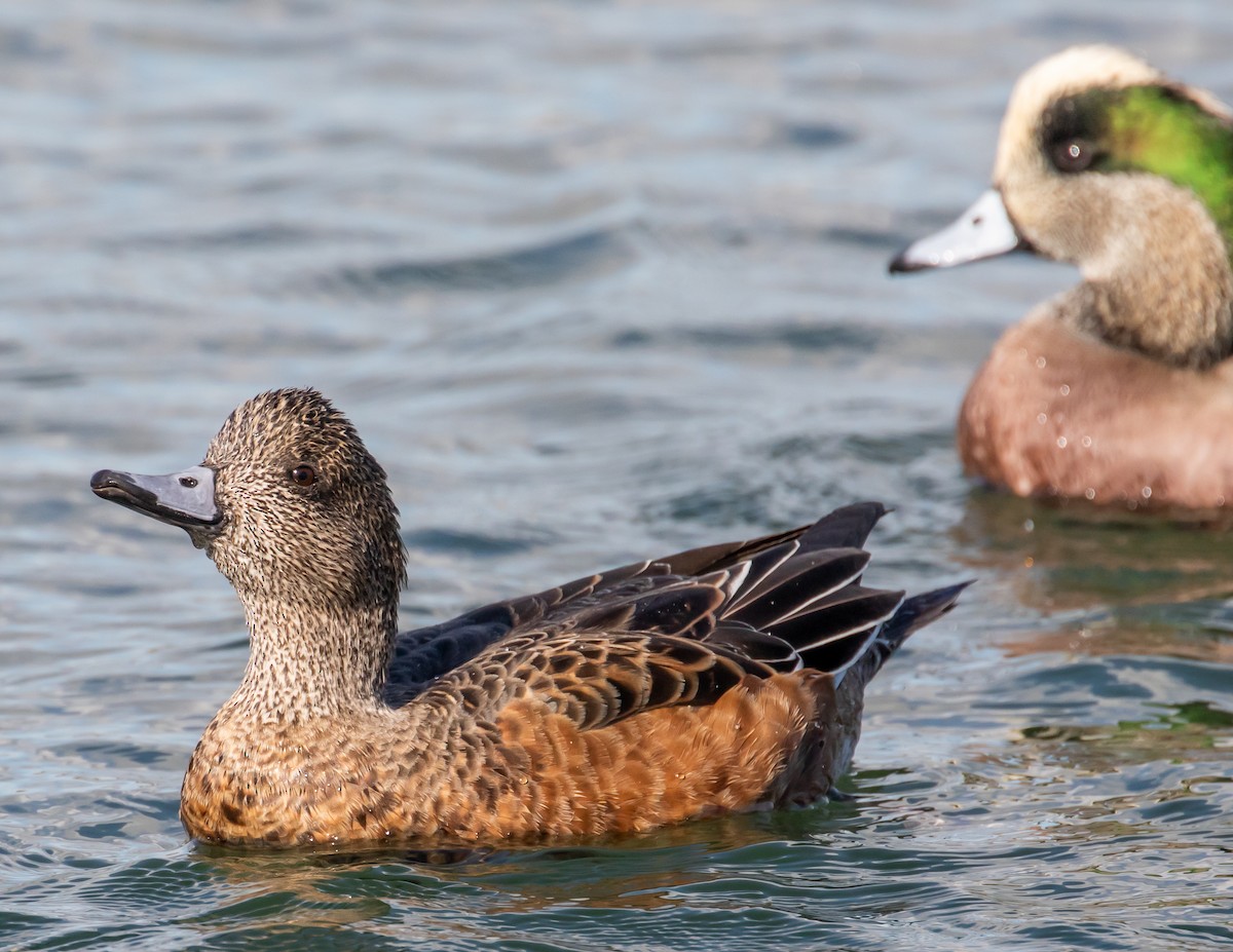 American Wigeon - ML512194381