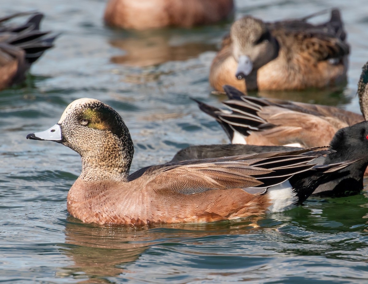 American Wigeon - ML512194391