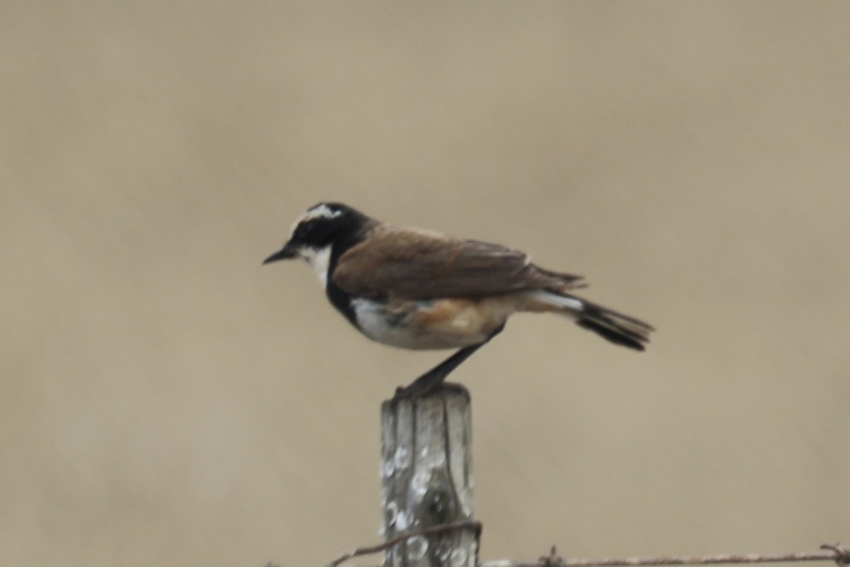 Capped Wheatear - Mark Slingsby