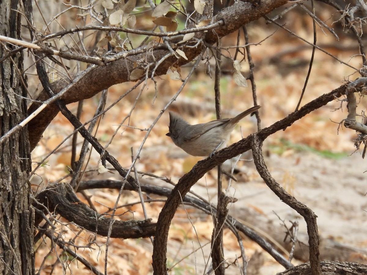 Juniper Titmouse - Bob Nieman