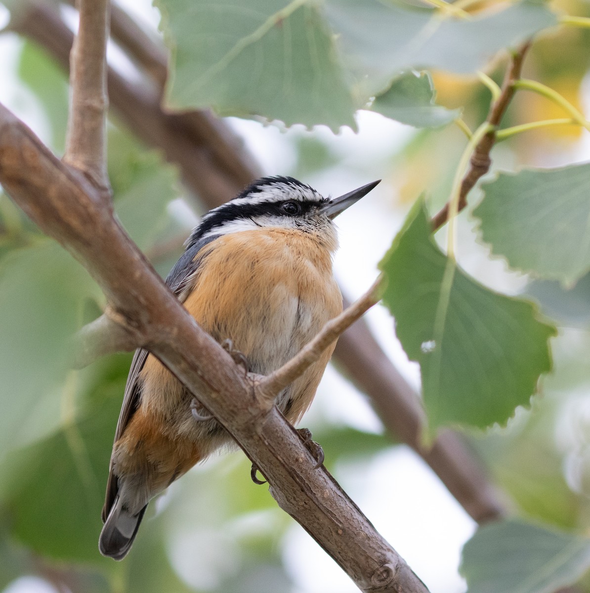 Red-breasted Nuthatch - Daniel Gornall