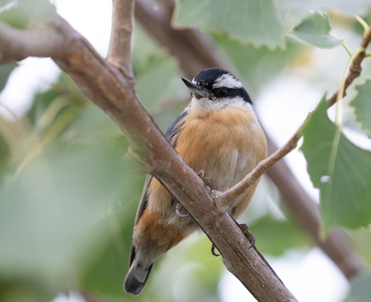 Red-breasted Nuthatch - Daniel Gornall