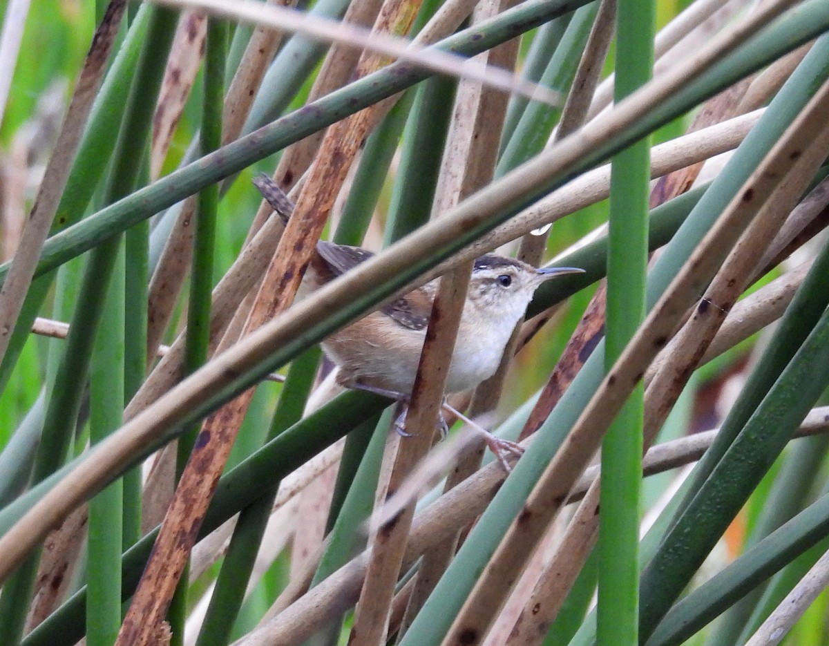 Marsh Wren - ML512200681