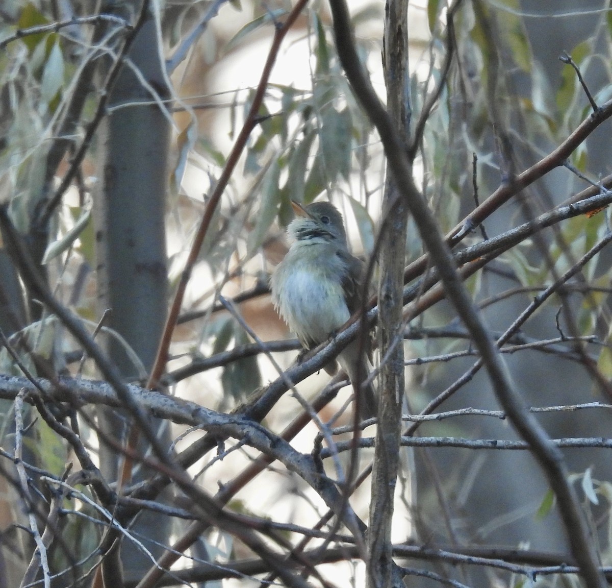 Willow Flycatcher - ML512200711