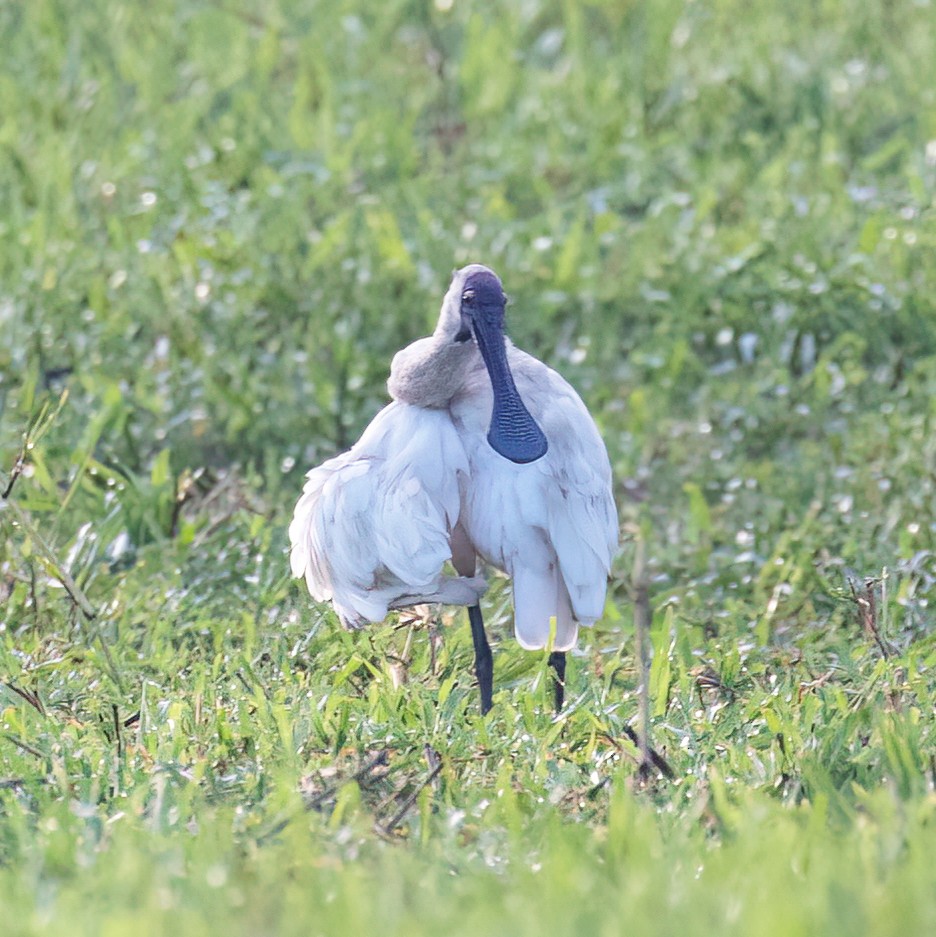 Royal Spoonbill - ML512201251