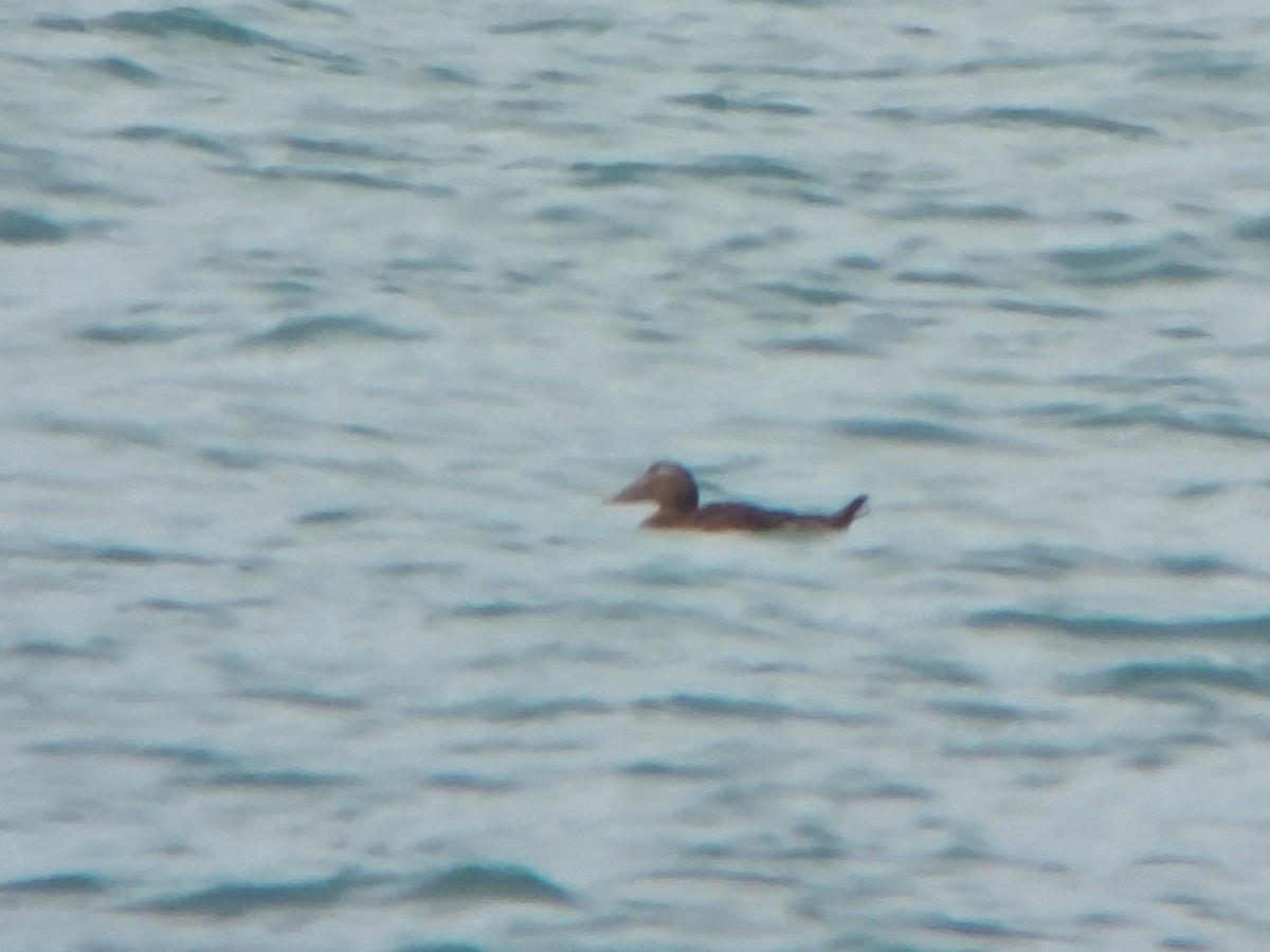 Common Eider (Eurasian) - Dermot Breen