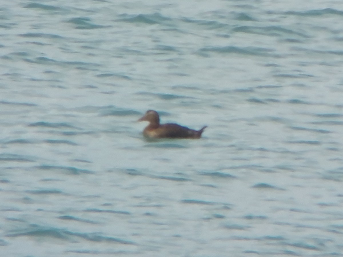 Common Eider (Eurasian) - ML512202631