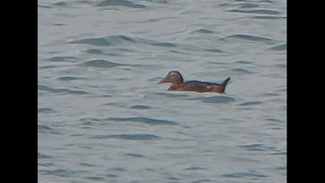 Eider à duvet (mollissima) - ML512202661