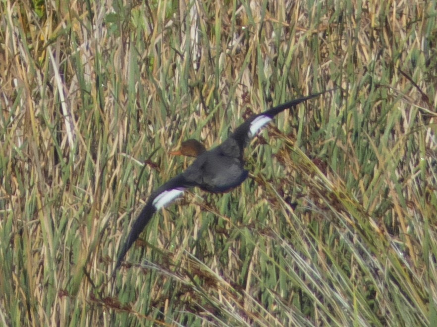 Red-breasted Merganser - ML512203911