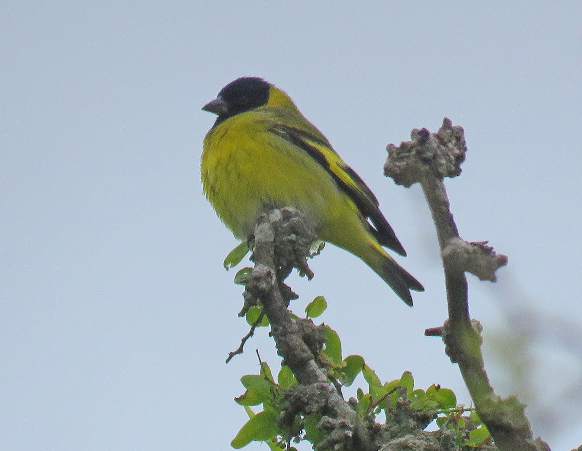 Hooded Siskin - Mark Amershek