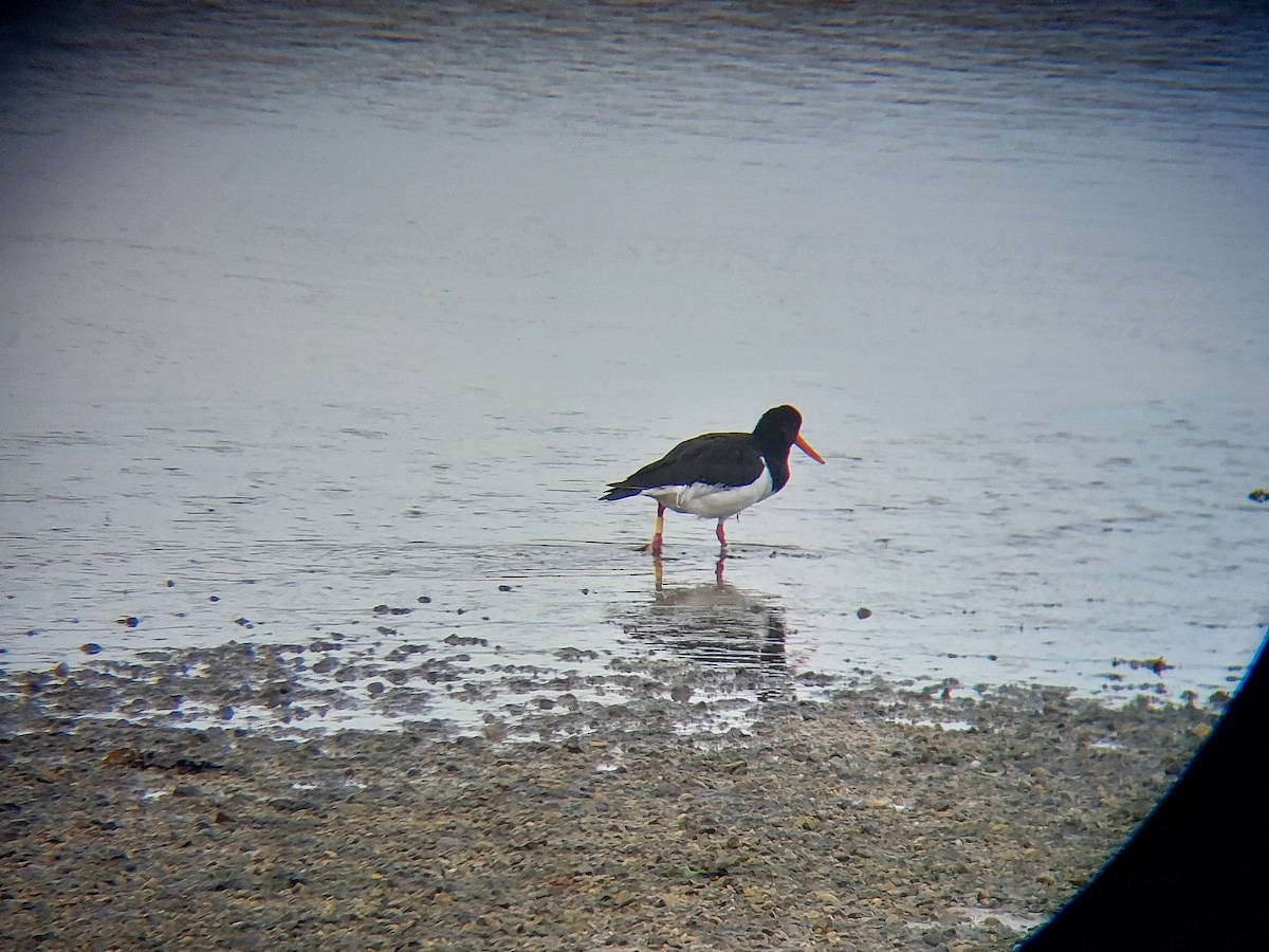 Eurasian Oystercatcher (Western) - ML512204791