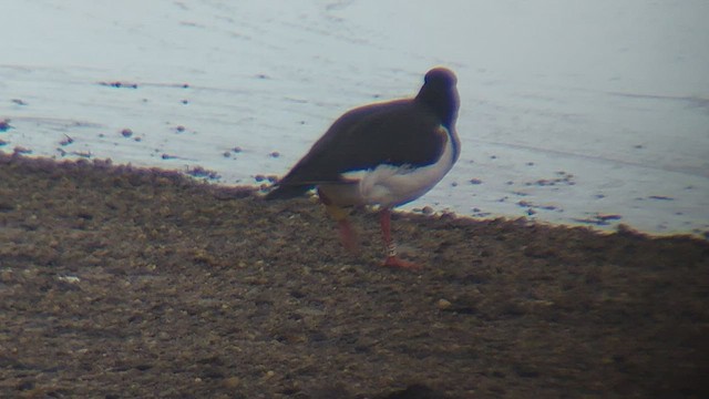 Eurasian Oystercatcher (Western) - ML512204801